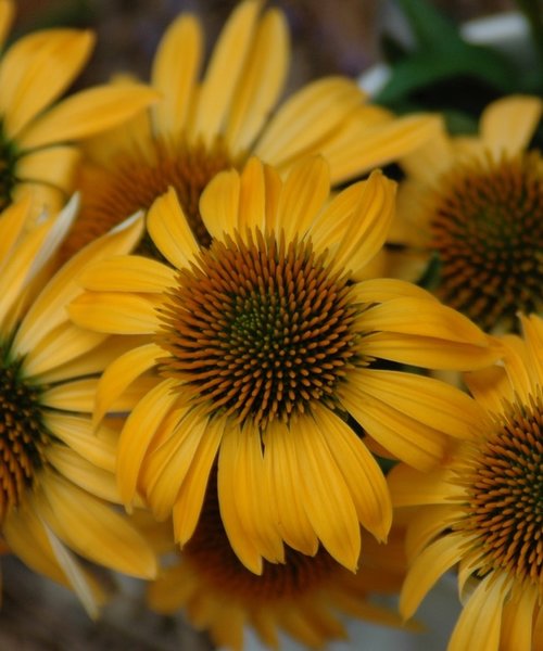 Echinacea Harvest Moon