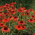 Echinacea Hot Lava