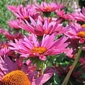 Echinacea JS ROHO