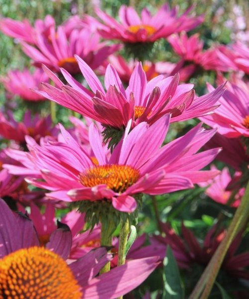 Echinacea JS ROHO