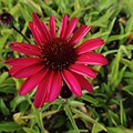 Echinacea JS Stiletto