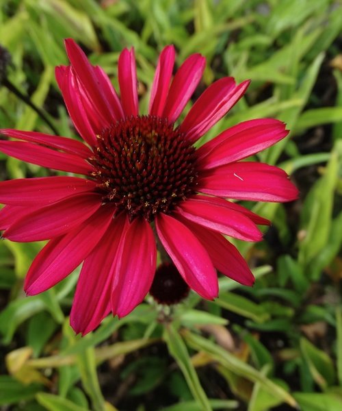 Echinacea JS Stiletto