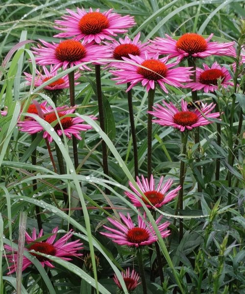 Echinacea Pica Bella