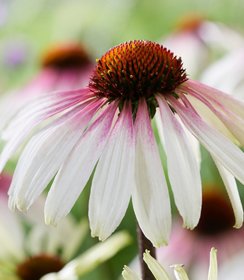 Echinacea Pretty Parasols