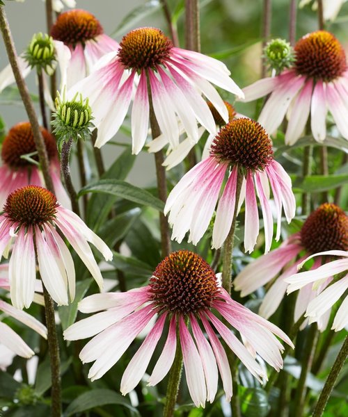 Echinacea Pretty Parasols