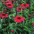 Echinacea Sensation Pink