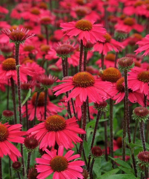 Echinacea Sensation Pink