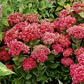 Sedum Class Act