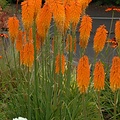 Kniphofia Popsicle Kniphofia Mango Popsicle