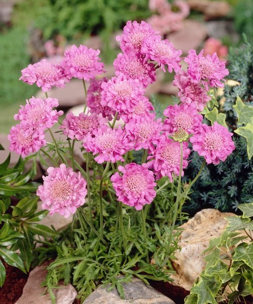 Scabiosa Pink Mist