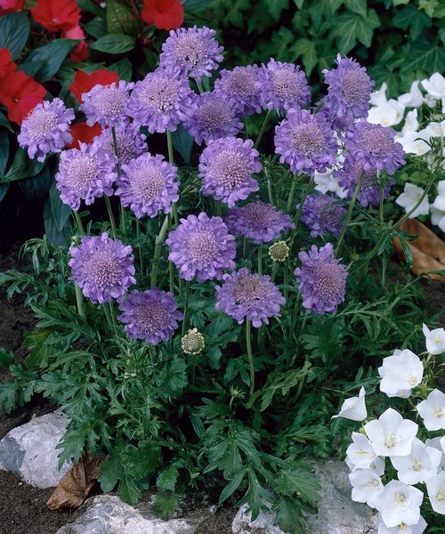 Scabiosa Butterfly Blue