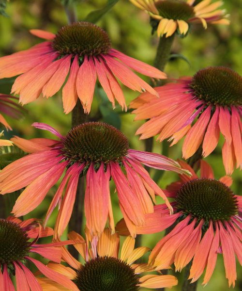 Echinacea Summer Cocktail