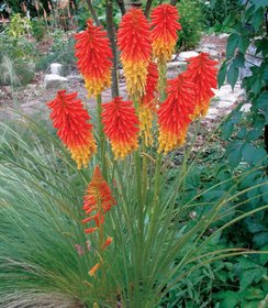 Kniphofia Papaya Popsicle