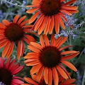 Echinacea Sundown