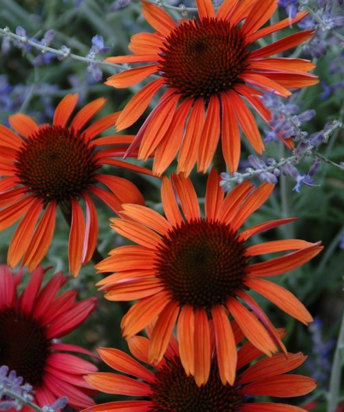 Echinacea Sundown