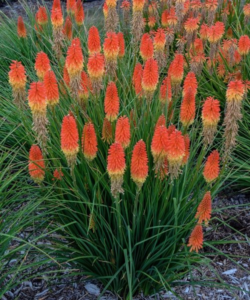 Kniphofia Pyromania ™ Backdraft