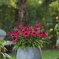 Echinacea SunMagic Vintage Red