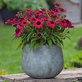 Echinacea SunMagic Vintage Red