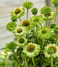 Echinacea SunSeekers Apple Green