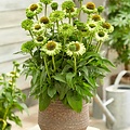 Echinacea SunSeekers Echinacea SunSeekers Apple Green