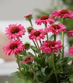 Echinacea SunSeekers Magenta