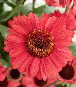 Echinacea SunSeekers Red