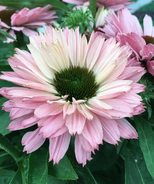 Echinacea SunSeekers Echinacea SunSeekers Salmon