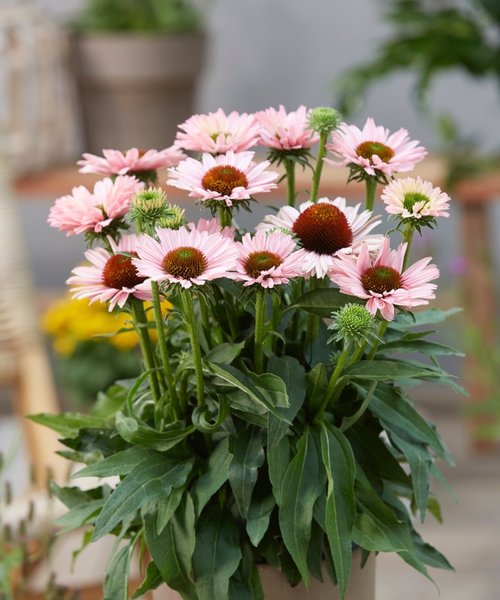 Echinacea SunSeekers Echinacea SunSeekers Salmon