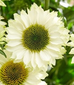 Echinacea SunSeekers White Perfection