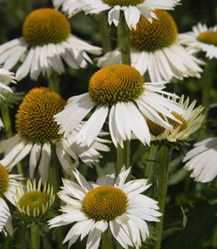 Echinacea White Meditation