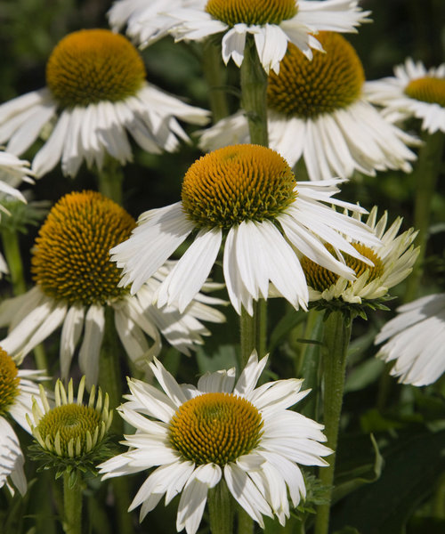 Echinacea White Meditation