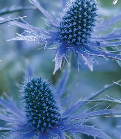 Eryngium Big Blue