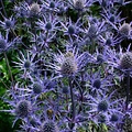 Eryngium Lapis Blue