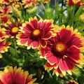 Gaillardia Sunset Gaillardia Sunset Cutie