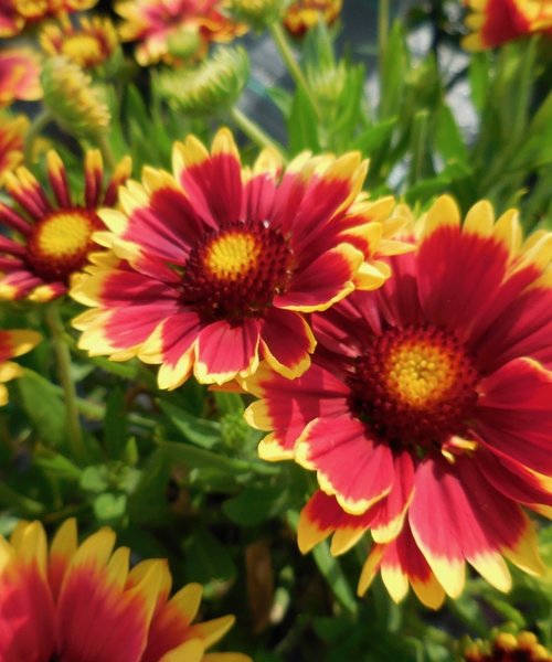 Gaillardia Sunset Gaillardia Sunset Cutie