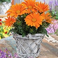 Gazania Giant Deep Orange