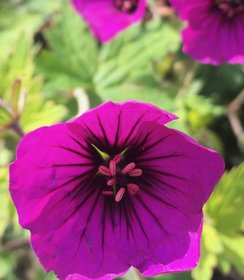 Geranium Anne Thomson