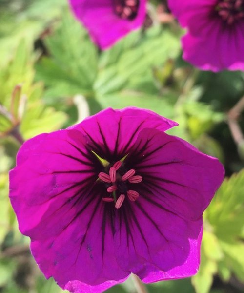 Geranium Anne Thomson