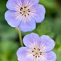 Geranium Azure Rush