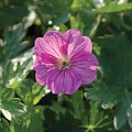 Geranium Blushing Turtle