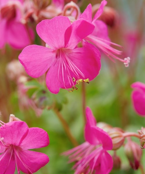 Geranium Intense