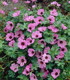 Geranium Ballerina