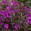 Geranium Dark Eyes