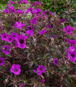 Geranium Dark Eyes