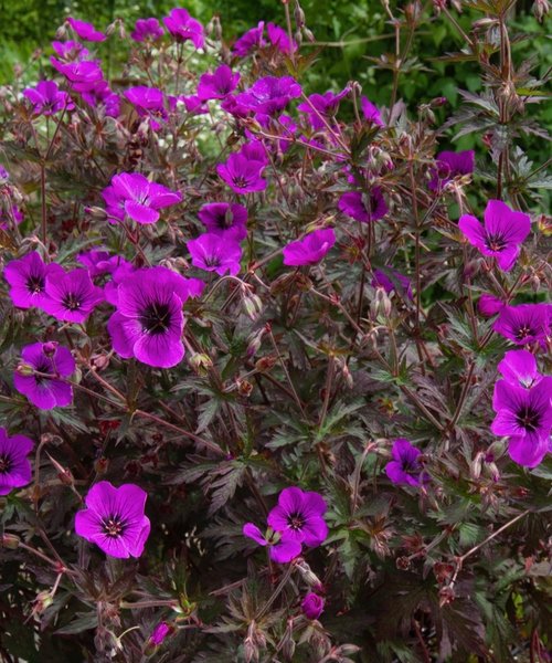 Geranium Dark Eyes