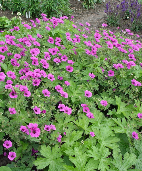 Geranium JS Matu Vu