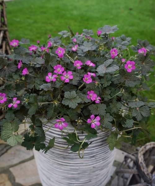 Geranium Orkney Cherry