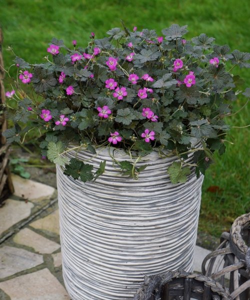 Geranium Orkney Cherry