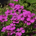 Geranium Patricia