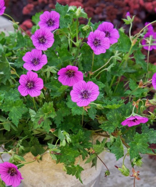 Geranium Pink Penny